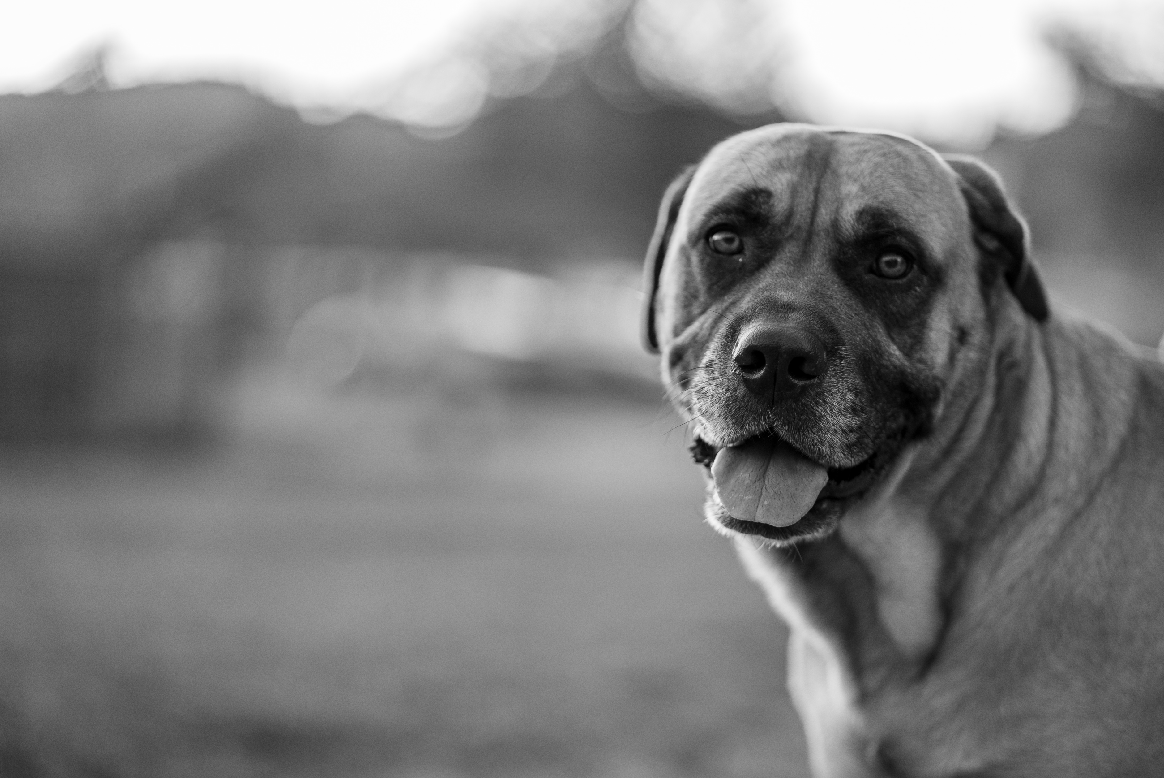 DogPark 07382